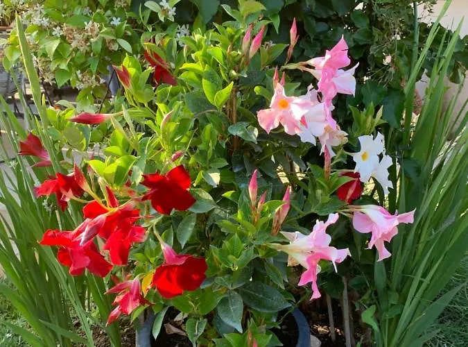 منزل للإقامة Elimia Piscine Privee & Chauffee أنتيب